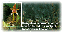 Bungalow accommadation