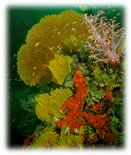Colourful coral