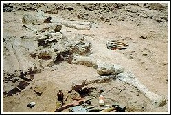 Fossils of the sauropod dinosaur found during excavation in Site1