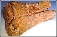 Segment of ischia bone from a Prosauropod dinosaur 