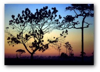 near dawn